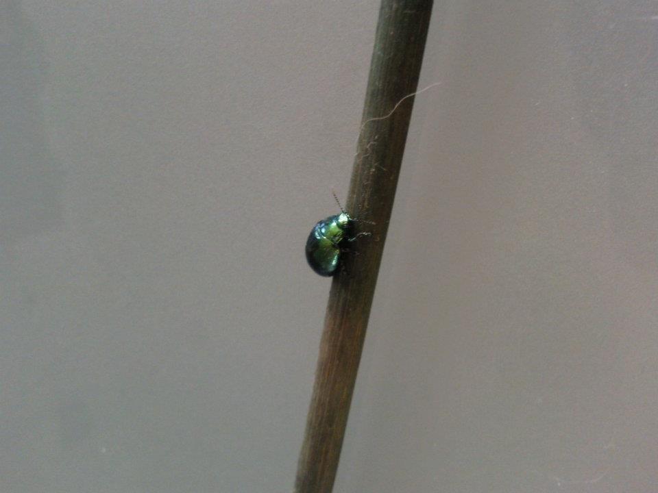 Chrysolina sp.